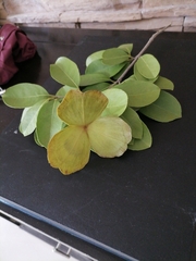 Semialarium mexicanum