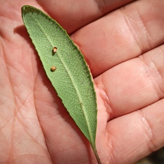 Comarostaphylis diversifolia