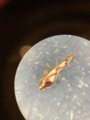 Zygina flammigera