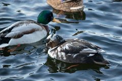 Anas platyrhynchos domesticus