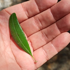 Comarostaphylis diversifolia