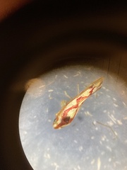 Zygina flammigera