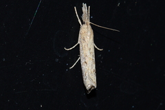 Neodactria