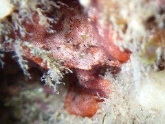 Polysyncraton lacazei