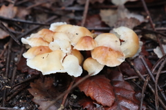 Gymnopus brassicolens