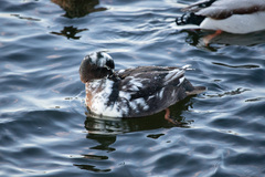 Anas platyrhynchos domesticus