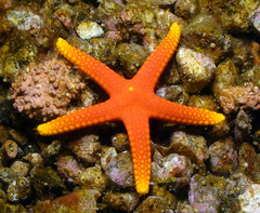 Fromia pacifica