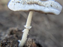 Candolleomyces tuberculatus