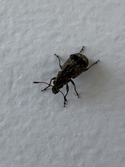 Corrhecerini