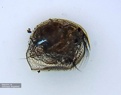 Pleuroxus trigonellus