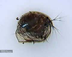 Pleuroxus trigonellus