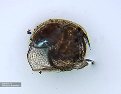 Pleuroxus trigonellus