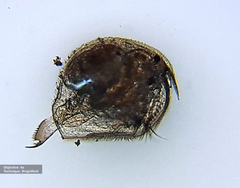 Pleuroxus trigonellus