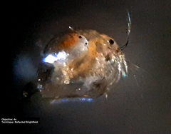 Pleuroxus trigonellus