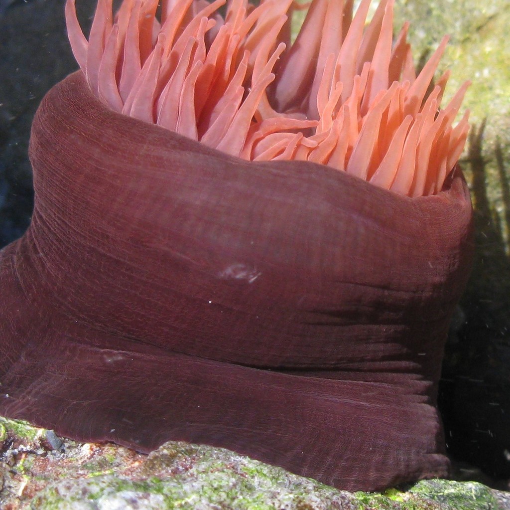 Red Waratah Anemone