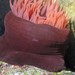 Waratah Anemone - Photo (c) wild_wind, some rights reserved (CC BY), uploaded by wild_wind