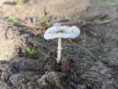 Candolleomyces tuberculatus