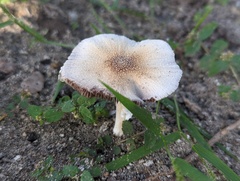 Candolleomyces tuberculatus