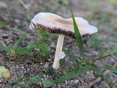 Candolleomyces tuberculatus