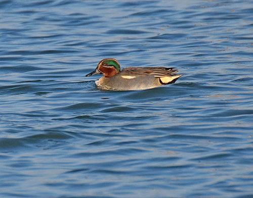 Cerceta común (Anas crecca)