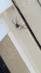 Latrodectus variolus