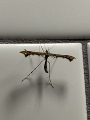 Anstenoptilia marmarodactyla