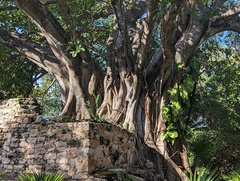 Ficus cotinifolia