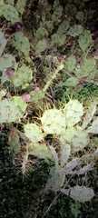 Opuntia stricta