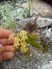 Aciphylla similis