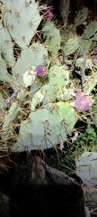 Opuntia stricta