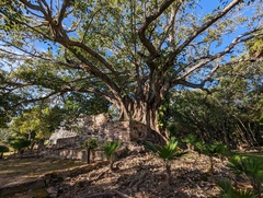 Ficus cotinifolia