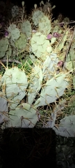 Opuntia stricta
