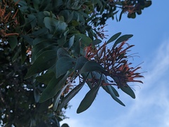 Psittacanthus schiedeanus