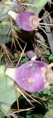 Opuntia stricta