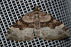 Xanthorhoe lacustrata