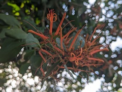Psittacanthus schiedeanus