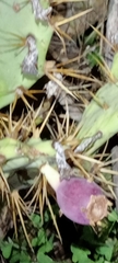 Opuntia stricta