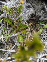 Aciphylla similis