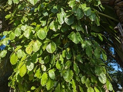 Polyscias guilfoylei