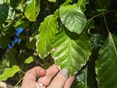 Polyscias guilfoylei