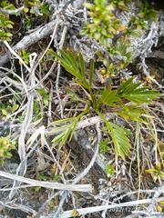 Aciphylla similis
