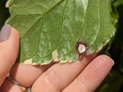 Polyscias guilfoylei