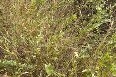 Genista tinctoria