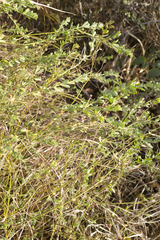Genista tinctoria