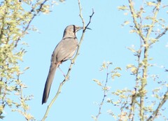 Toxostoma crissale