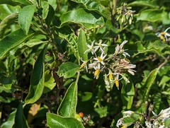 Solanum donianum