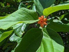 Cordia sebestena