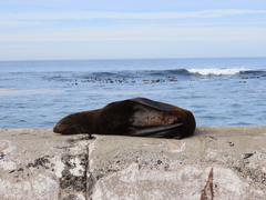 Arctocephalus pusillus pusillus