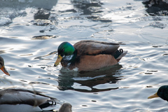 Anas platyrhynchos domesticus