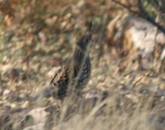 Callipepla douglasii